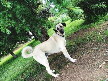 Dog standing on grass