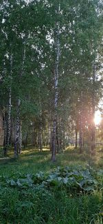 Sunlight streaming through trees in forest