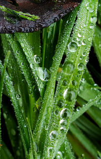 Full frame shot of wet grass