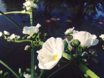 Close-up of flowers blooming outdoors