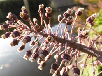 Close up of flowers