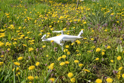 Yellow flowers blooming on field