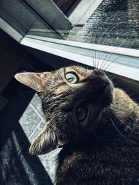Close-up portrait of cat sitting