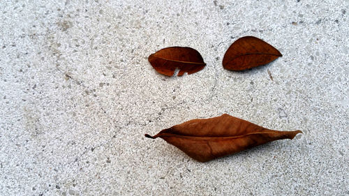 High angle view of dry leaf on land