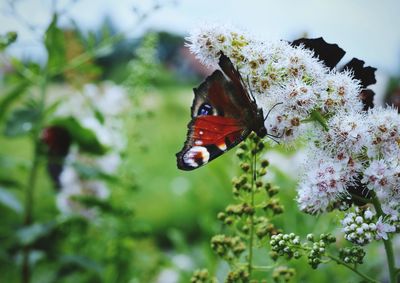 Close-up of butterfly pollinating on flower