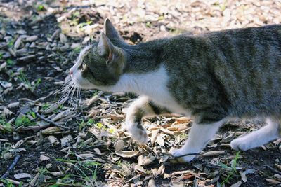 Close-up of a cat lying on field