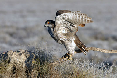 Close-up of a bird flying