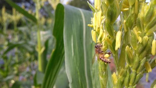 Close-up of bee pollinating flower