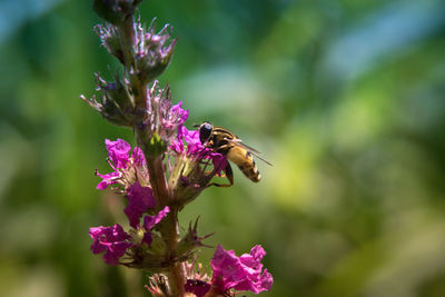 Close-up of bee pollinating on pink flower