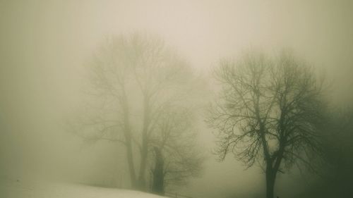 Bare trees in foggy weather