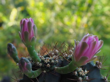 Close-up of pink cactus flower