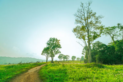 Trees on field against sky