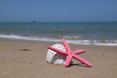 Close-up of seashell on beach