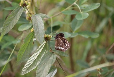 Butterfly pollinating flower