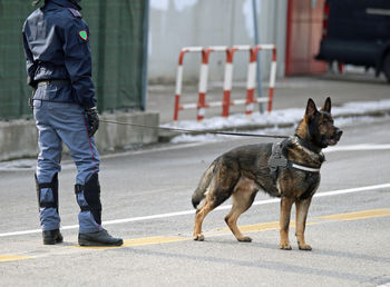 Dog standing on road in city