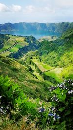 Scenic view of field against sky