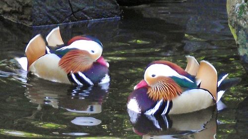 Close-up of ducks swimming in lake