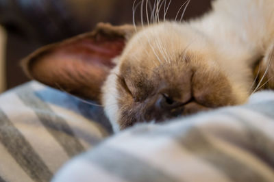 Close-up of cat sleeping on bed