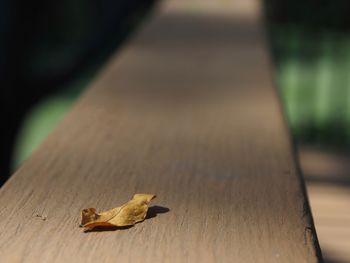 Close-up of lizard on wood