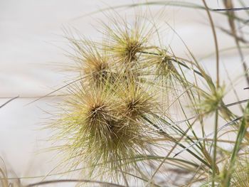 Close-up of dandelion on plant