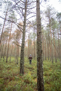 View of trees in forest