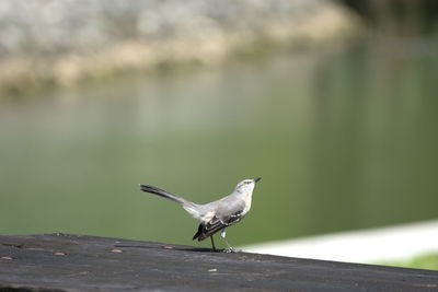 Close-up of bird against blurred background