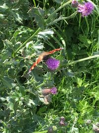 Close-up of butterfly on purple flowers