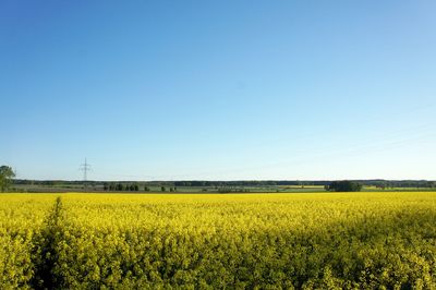 Scenic view of oilseed rape field against clear sky