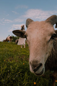 Cow standing in a field