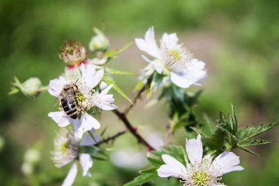 Close-up of bee on white flowers