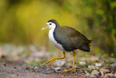 Close-up of bird perching on a land