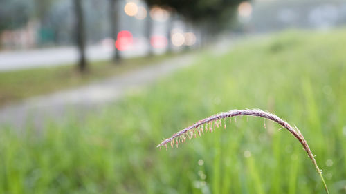 Close up of green plant