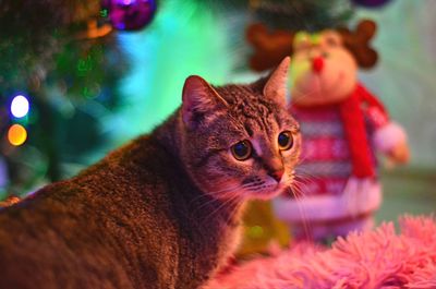 Close-up of cat looking away