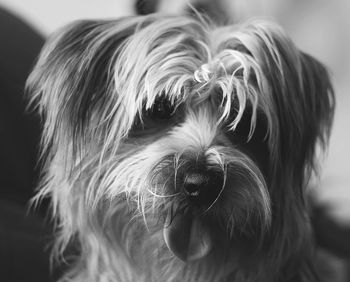 Close-up portrait of dog