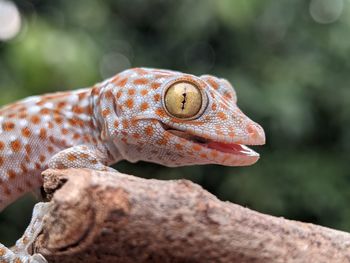 Close-up of lizard