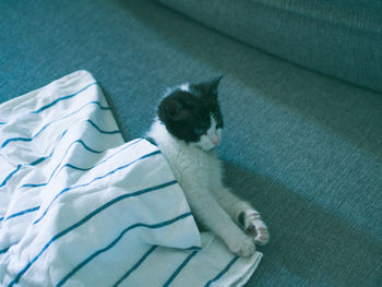 High angle view of cat relaxing on sofa