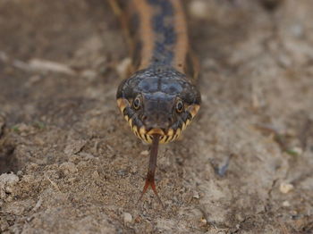 Close-up of lizard on field