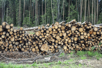 Stack of logs in forest