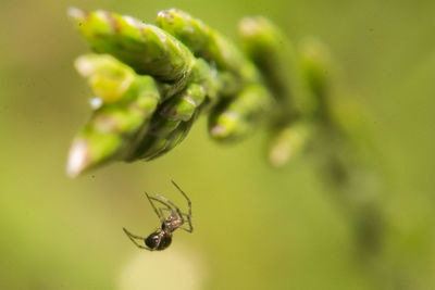 Close-up of insect on leaf