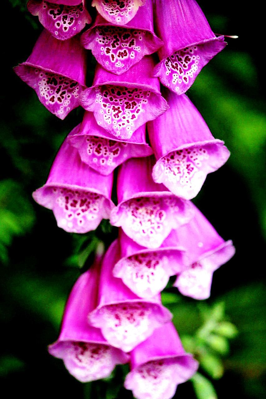 flower, petal, freshness, fragility, flower head, close-up, purple, beauty in nature, growth, pink color, focus on foreground, nature, blooming, in bloom, orchid, selective focus, stamen, plant, no people, blossom, outdoors, botany, day, macro, pollen, softness