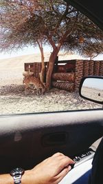 Cropped image of person holding tree trunk