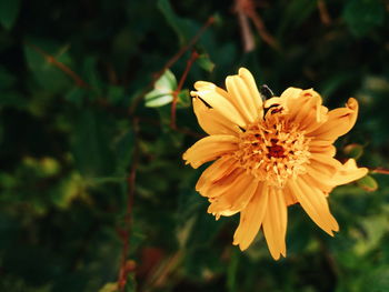 Close-up of insect on yellow flower