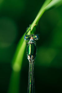 Close-up of insect on plant