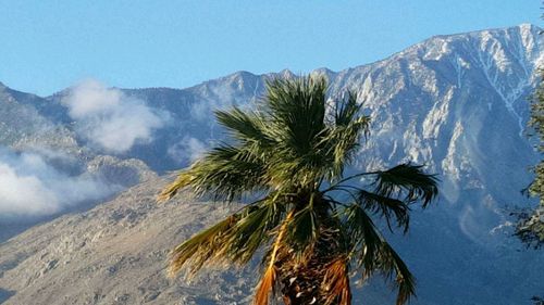 Low angle view of palm tree against clear blue sky