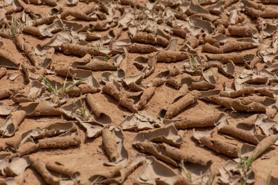 Full frame shot of dry leaves