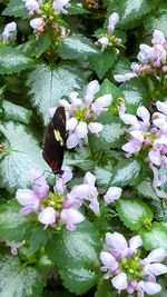 High angle view of butterfly pollinating on flower