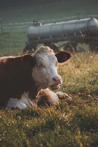 Close-up of cow on field