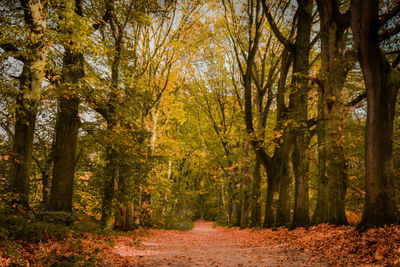 Footpath amidst trees in forest during autumn