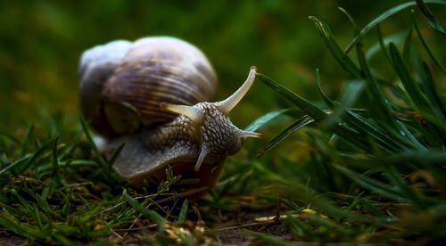 Close-up of snail on grass