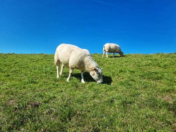 Sheep grazing in a field